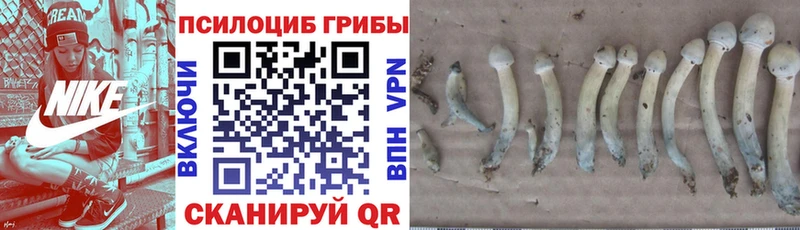 Купить закладки  Дмитриев  Псилоцибиновые грибы MAGIC MUSHROOMS 